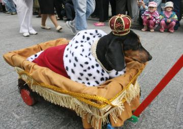 Необычный собачий парад (ФОТО)