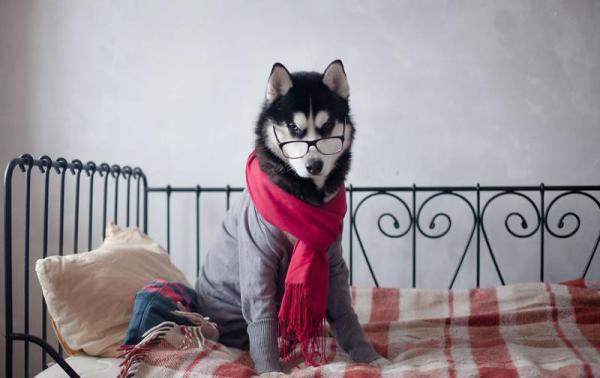 Хаски, знающие толк в моде (ФОТО)