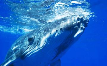 Огромный кит едва не убил двух британских туристов (ВИДЕО)