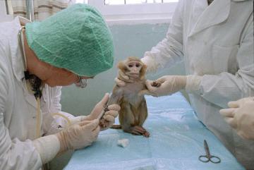 Японские ученые вылечили полностью парализованную обезьяну