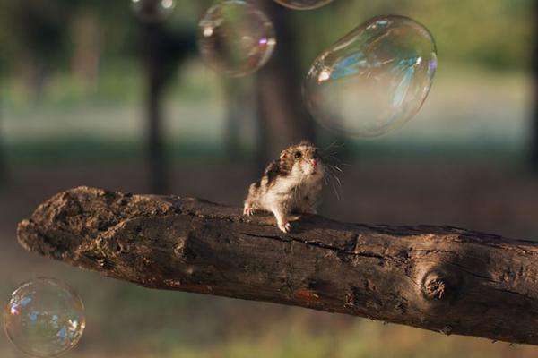 Фотоподборка хомяков, которые поднимут вам настроение (ФОТО)