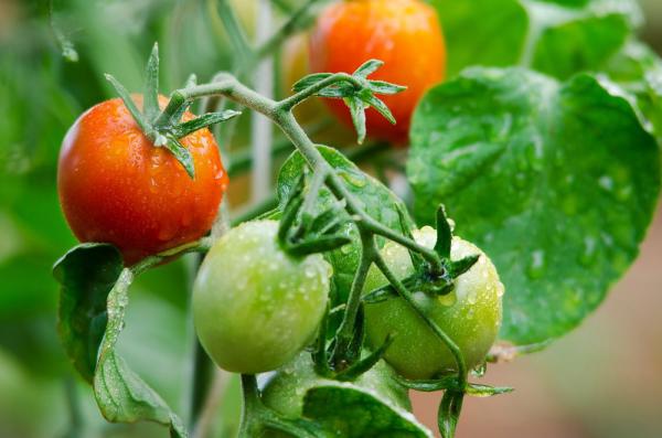 Ядовитые продукты на вашем столе, об опасности которых вы раньше не знали (ФОТО)