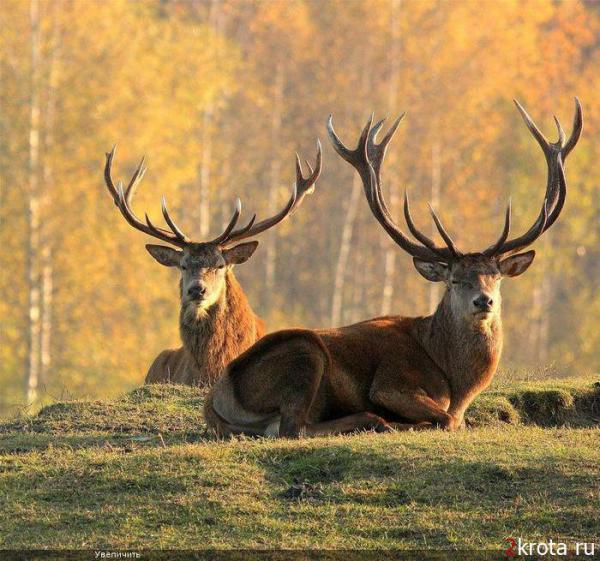 10 весомых причин полюбить маленькую Латвию (ФОТО)