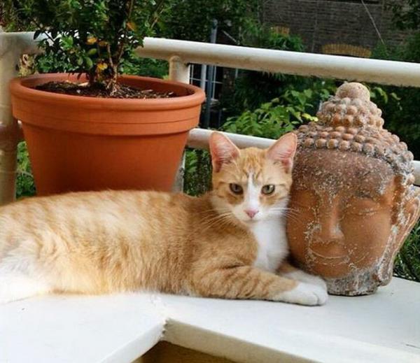 Остановись мгновение! Эти коты к зиме не готовы (ФОТО)