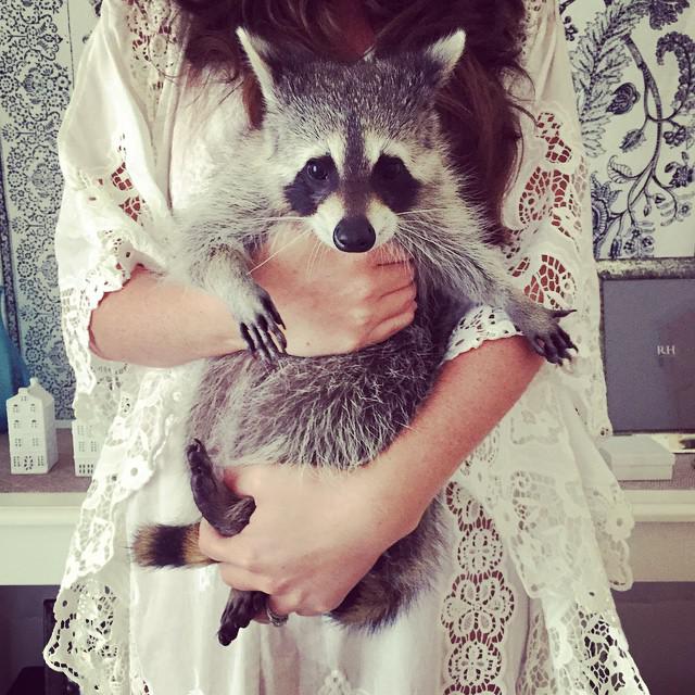 Милейший енот в качестве домашнего питомца (ФОТО)