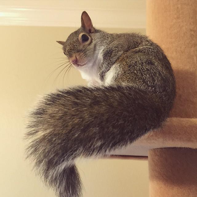 Белка по имени Джилл стала звездой Instagram (ФОТО)