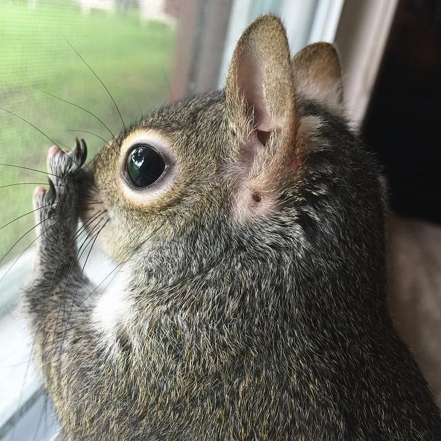 Белка по имени Джилл стала звездой Instagram (ФОТО)