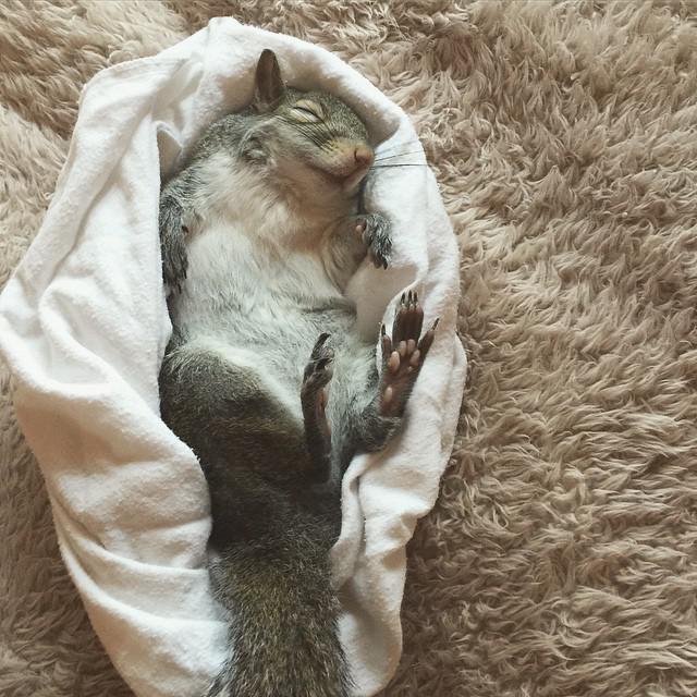 Белка по имени Джилл стала звездой Instagram (ФОТО)