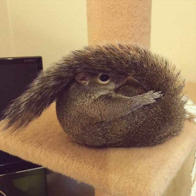 Белка по имени Джилл стала звездой Instagram (ФОТО)