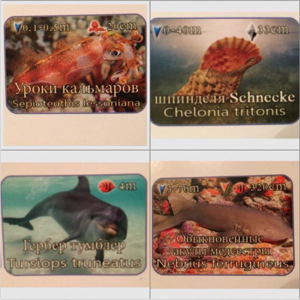 20 шедевральных ошибок переводчиков (ФОТО)