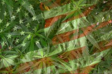 В США продолжают легализовывать марихуану