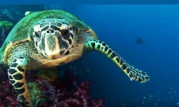 В Тихом океане обнаружили уникальную светящуюся черепаху (ВИДЕО)