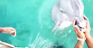 Дельфин поднял со дна океана утонувший iPhone (ВИДЕО)