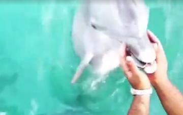 Дельфин вернул девушке утонувший смартфон (ВИДЕО)
