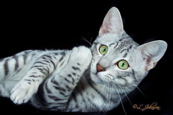 Неповторимые снимки кошек от Ларри Джонсона (ФОТО)