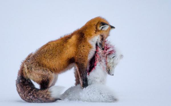 Лучшие снимки конкурса “Фотографии дикой природы” 2015 года (ФОТО)