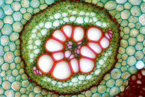 Самые впечатляющие работы конкурса Nikon по микрофотографии (ФОТО)