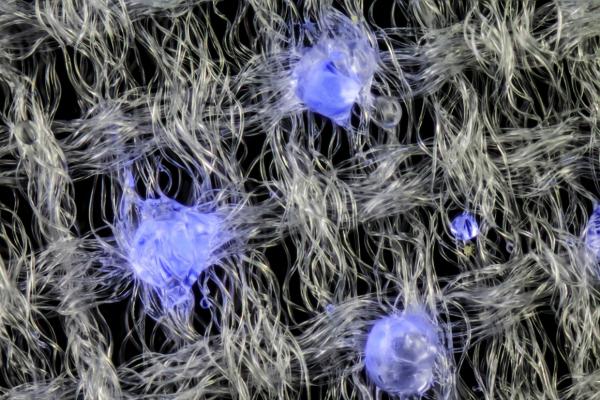 Самые впечатляющие работы конкурса Nikon по микрофотографии (ФОТО)