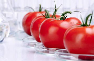 ГМО томаты способны заменить БАДы