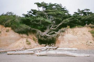 Необычное “Дерево жизни” в Национальном парке Висконсина (ФОТО)
