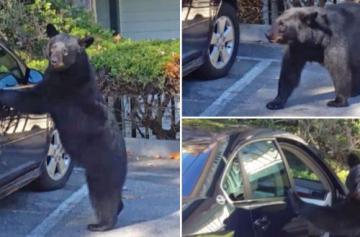 Дикий медведь взломал автомобиль на глазах у туристов (ВИДЕО