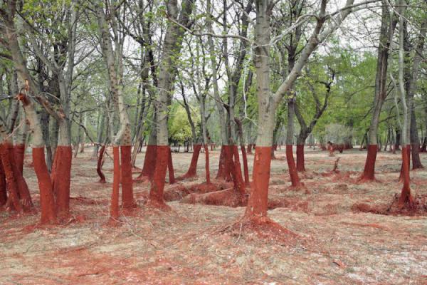 20 удивительных снимков, в которых нет ни капли фотошопа (ФОТО)