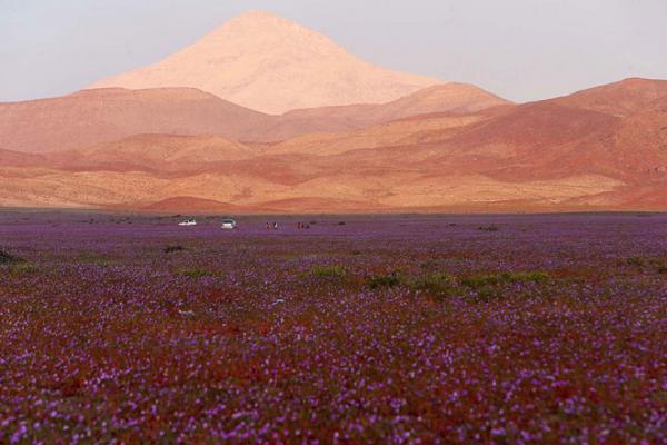 Поразительная аномалия самого засушливого места на Земле (ФОТО)