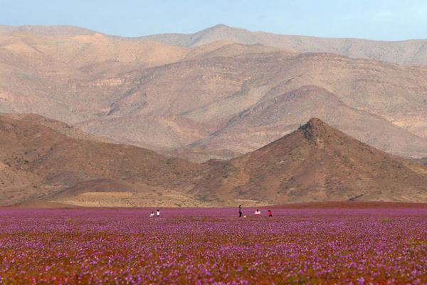 Поразительная аномалия самого засушливого места на Земле (ФОТО)