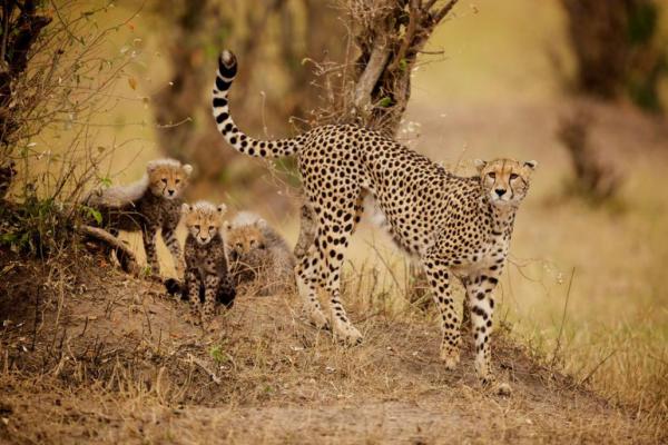 Лучшие фотоснимки с конкурса National Geographic Photo Contest 2015 (ФОТО)