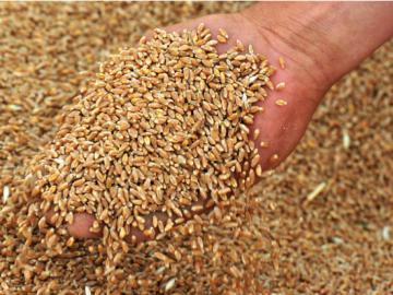 В Украине взлетели цены на пшеницу 