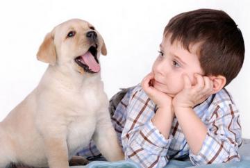 Домашние животные снижают риск развития астмы у детей  - исследование