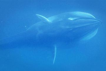 Ученые засняли самого редкого кита на планете (ВИДЕО)