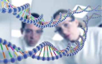 Как скоро ученые смогут редактировать геном человека?