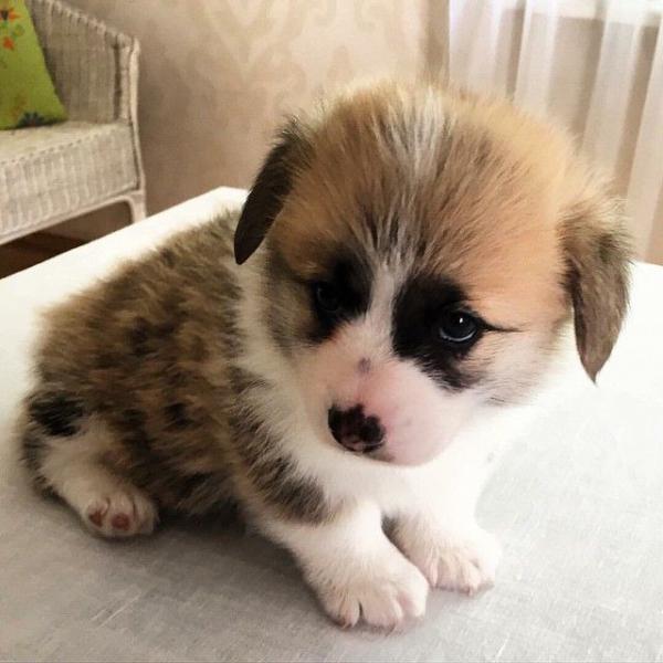 Филипп Киркоров подарил дочери очаровательного щенка (ФОТО)