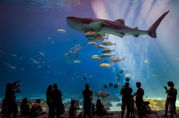 10 самых невероятных аквариумов со всего мира (ФОТО)