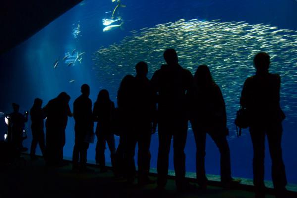 10 самых невероятных аквариумов со всего мира (ФОТО)