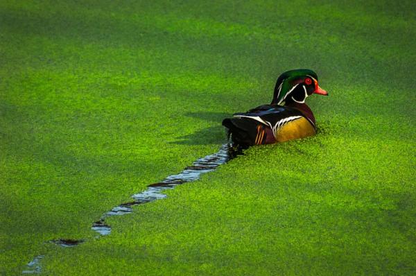 Завораживающие снимки, от которых невозможно отвести взгляд (ФОТО)