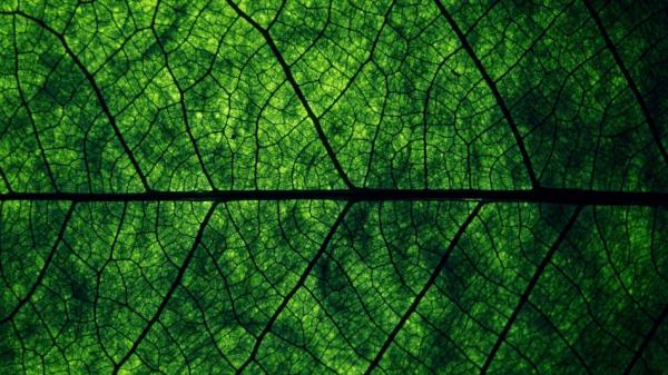 Завораживающие снимки, от которых невозможно отвести взгляд (ФОТО)