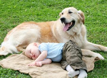 Ученые: собаки уберегут малышей от психических расстройств
