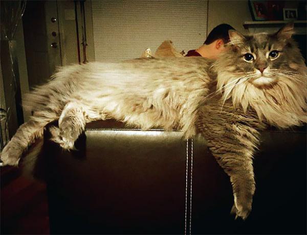 20 кошек породы мейн-кун, которые убедят вас, что ваша кошка совсем маленькая (ФОТО)