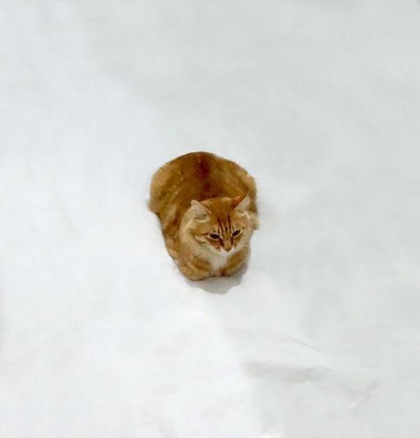 Рыжий кот на снегу стал звездой Интернета (ФОТО)