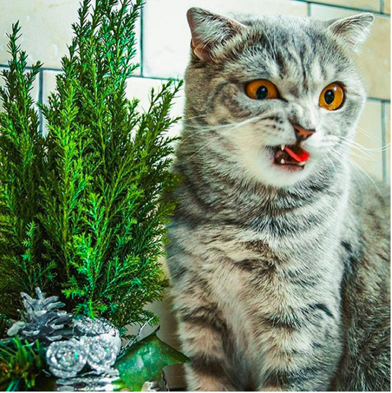 15 самых неуклюжих котов 2015 года (ФОТО)