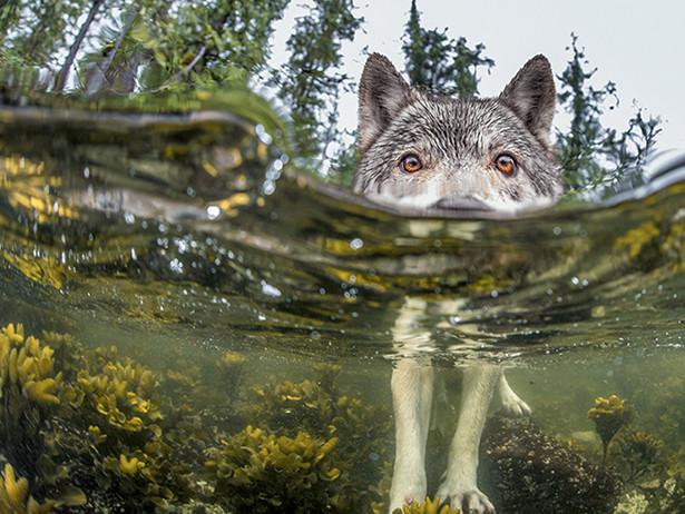 20 лучших фотографий года по версии читателей National Geographic (ФОТО)