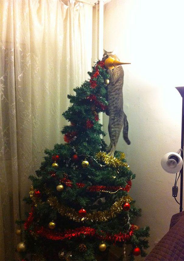 15 кошек, которые любят нарядить новогоднюю елку (ФОТО)