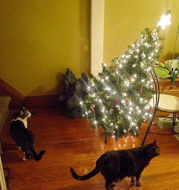 15 кошек, которые любят нарядить новогоднюю елку (ФОТО)