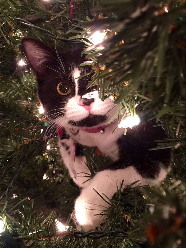 15 кошек, которые любят нарядить новогоднюю елку (ФОТО)