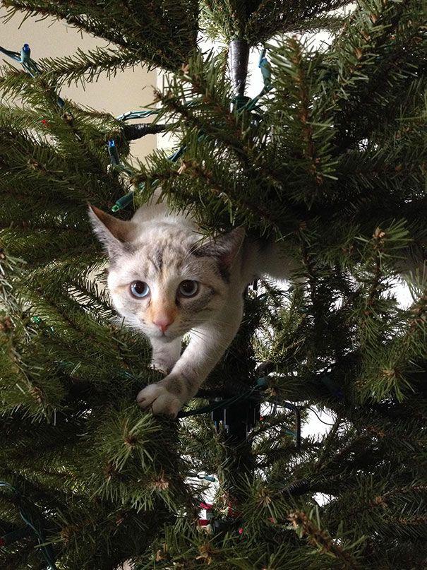 15 кошек, которые любят нарядить новогоднюю елку (ФОТО)