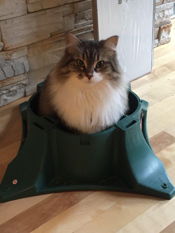 15 кошек, которые любят нарядить новогоднюю елку (ФОТО)