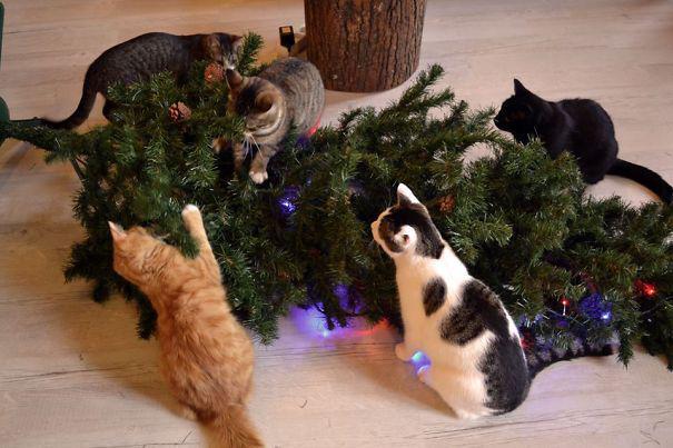15 кошек, которые любят нарядить новогоднюю елку (ФОТО)
