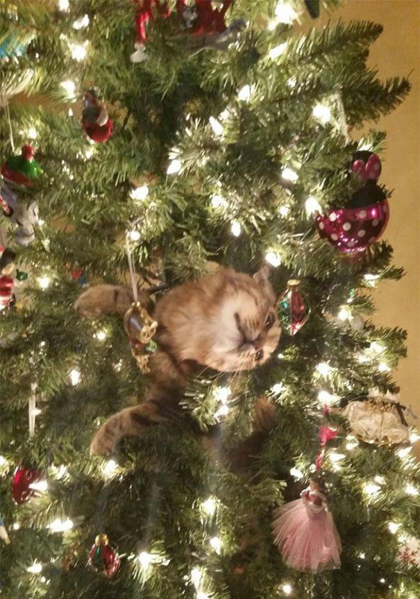15 кошек, которые любят нарядить новогоднюю елку (ФОТО)